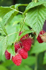 acquaverde | Pianta di Lampone Rosso, Rubus Idaeus, Cespuglio Rampicante e Perenne, Arbusto da Frutto in Zolla 40 Cm, Frutto Gustoso, Pronta al Trapianto e Facile da Coltivare