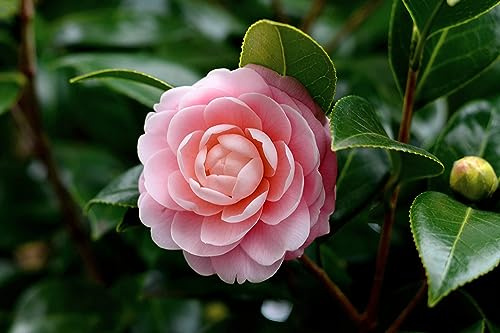 Pianta di Camelia Japonica, cespuglio fiorito sempreverde, pianta in vaso 16cm (Rosa)