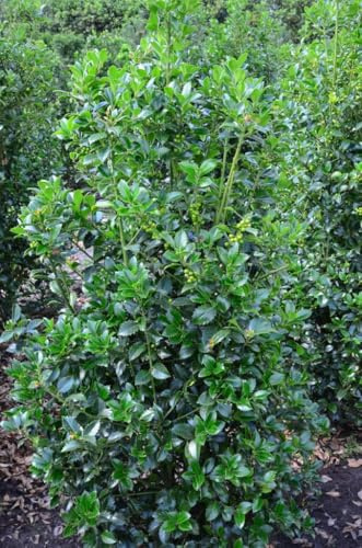 amerikanische Hülse, Ilex meserveae Heckenfee ® 60-80 cm hoch 5 L Topf | Winterhart, immergrün & schnittverträglich – robust und beerenbildend, ideal als Hecke & Sichtschutz