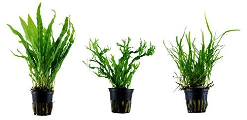 Tropica Pflanzen Set mit 3 Javarfarn Aquariumpflanzen Wasserpflanzen Nr.16