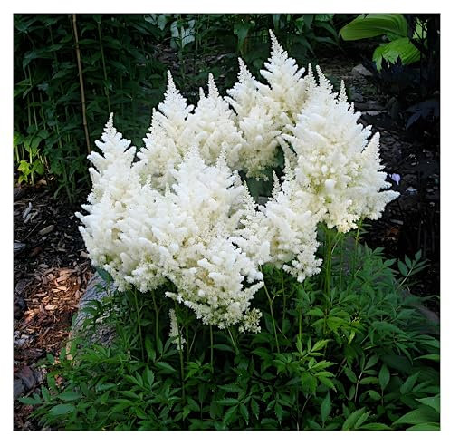 Stauden Gänge 3 x Astilbe arendsii 'Deutschland' (Winterhart/Stauden/Staude/Mehrjährig) Prachtspiere - in Weiß - Zeitlose Schönheit in strahlendem Weiß - Sehr Bienen und Insektenfreundlich