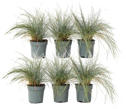 Plant in a Box - Festuca - Set di 6 - Festuca blu - Erba ornamentale - Vaso 9cm - Altezza 10-15cm