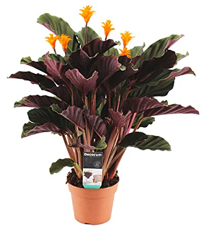 Bloomique - 2er Set - Calathea Crocata - Korbmarante - Zimmerpflanzen - Pflegeleicht - Luftreinigend - Höhe 40-50 cm - Topf 14 cm