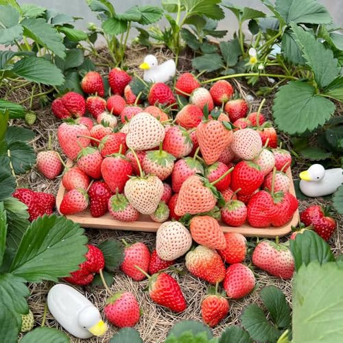 semillas fresas balcon, interior orgánicas jardín 150pcs