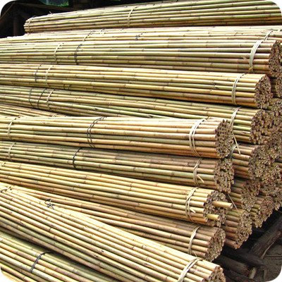 Elixir Gardens Plastic Coated Steel Metal Support Canes Stakes | Various Lengths from 60cm - 3m (2ft - 10ft) | Quantities of 5-1000 Available | 50 x 60cm (2ft)