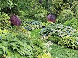 6X Garden Plants Shade Loving Mix Hardy 9cm Plants, Strong Colourful NOT Plugs