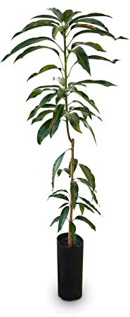 Árbol Frutal - Mango - Fruta Tropical - Altura Aproximada 130cm - Mangifera Indica - Árbol Natural