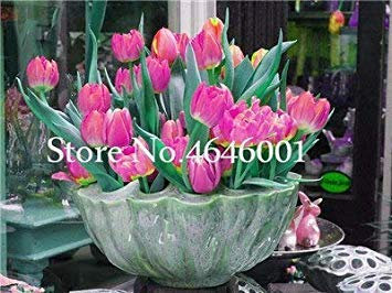 . 100 Pz Tulipano, Non Tulipano Bulbi, idroponica perenne Garden Tulip, Didier s' Tulip Garden Decorazione Floreale: 16