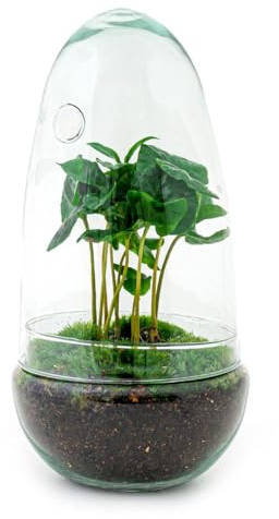 urbanjngl - urbanjngl.com - Egg Coffea - Flaschengarten - Zweiteilige Glaskuppel - DIY Terrarium mit Pflanzen im Glas - Ø 12 cm ↑ 25 cm