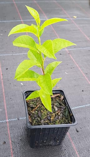 Maclura pomifera (De semis) / Oranger des Osages/Godet/Arbre d'ornement