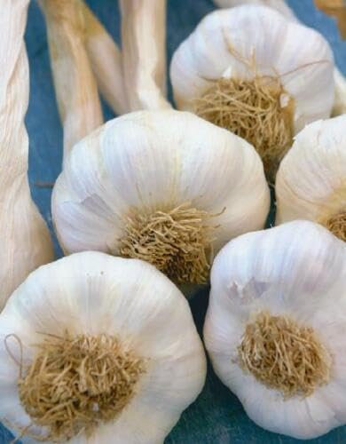 Buy4seeds Wight Cristo 100Pcs Seed Wight Garlic Strong Flavoured British Garlic Cloves Simple to Grow