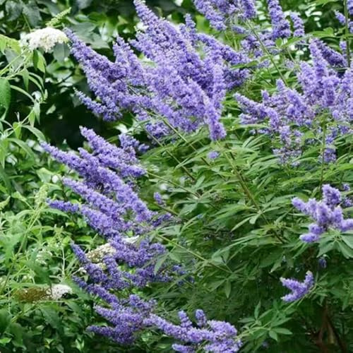 Semi di buddleja - tappezzanti biologiche decorazione del soggiorno recisi resistenti in vaso raro giardino roccioso balcone con 400pcs