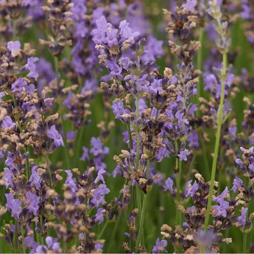 Blumixx Stauden Lavandula angustifolia 'Dwarf Blue' – Garten-Lavendel, blauviolett blühende Duftstaude, winterhart & pflegeleicht, ideal für Beet, Kübel & Bienenweide