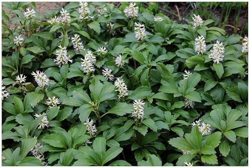 Stauden Gänge 10 x Pachysandra terminalis 'Green Carpet' Dickmännchen | Winterharter Bodendecker für Halbschatten bis Schatten, Blüte April bis Mai, mehrjährig, 9x9 cm Topf
