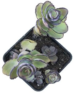pianta grassa da interno Kalanchoe laxiflora vioalcea succulenta da appartamento