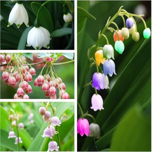 Lily of The Valley Bulbs Mix for Planting Now UK/Natural Organic/Cut Flowers/Strong Plants That Grow Well/Good for Containers/Greening Flower/Wedding Flowers.-20Bulbs-G