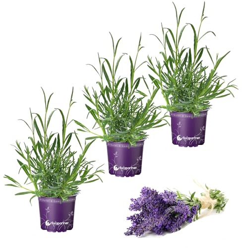 Lavendel Kräuter Pflanzen ESSBAR! Lavendula augustifolia 3er-Set