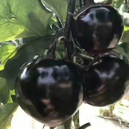 semillas de berenjena al aire libre camas elevadas para jardín de berenjena orgánicas balcón invernadero jardín interior 100pcs