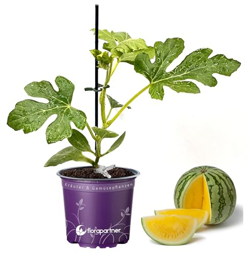 veredelte Mini-Balkon Wassermelone Sunlove gelbes Fruchtfleisch!