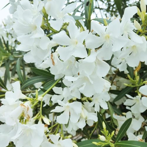 20 piezas Adelfa semillas resistentes - trepadoras resistentes, de jardín, semillas de pradera perennes, trepadoras, perennes