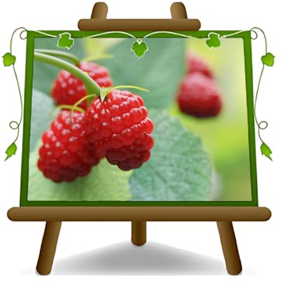 Himbeerbaum Himbeeren rote Himbeeren Loganberry Uniferi - - Obstpflanze antik auf Blumentopf 20 - Baum max 170 cm –2 Jahre Anbau Italien