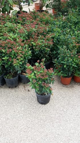 N.2 Plantas Viburnum Tinus  Eva Price  Jarrón 18 Arbusto seto (Foto Real)