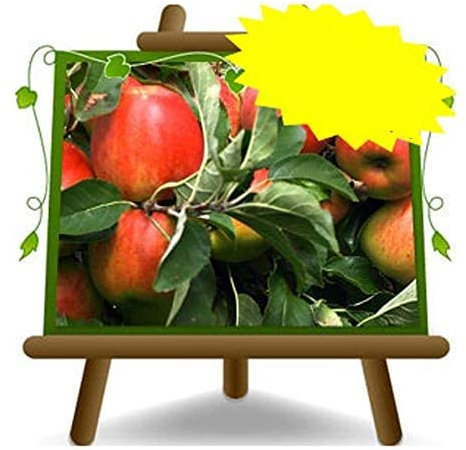 EURO PLANTS VIVAI Pommier Muso di Bove museau de Bove plante fruitière ancienne en pot 26 cm hauteur maximale 180 cm - Âge 4 ans