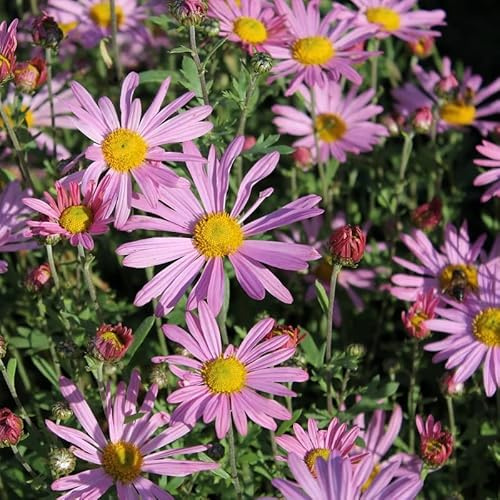 6x Crisantemo 'Clara Curtis' – Vaso 9x9 cm – margherita autunnale fioritura rosa giardino
