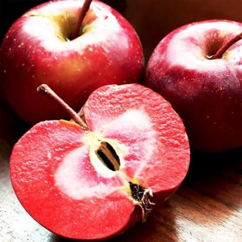 Vivaio Garden Forest Pianta di melo Red Love polpa rossa, Piante melo, Albero da frutto,Pianta da esterno resistente al freddo, Pianta vera, Dolce, Croccante,H150