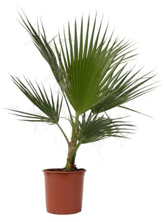 Plant in a Box - Washingtonia Robusta - Mexikanische Fächerpalme - Palmen Winterhart draußen - Tropische Palme - Topf 21cm - Höhe 70-90cm