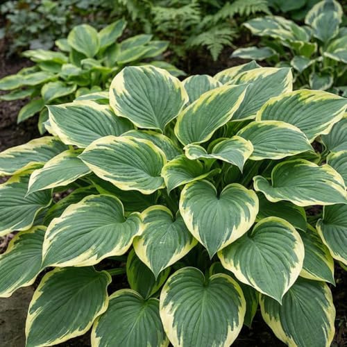 Hosta Pflanze Winterhart - Funkien Wu-La-La - 3 Wurzeln - Stauden Mehrjährig Winterhart - Bodendecker - Pflanzen aus Holland (kein Samen, zwiebeln und nicht künstlich)