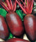 Rote Rüben Rote Beete Forono lange Samen