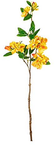 EUROCINSA Ref.41500C10 Azalea Belga Amarillo, Caja de 12uds, 70cm