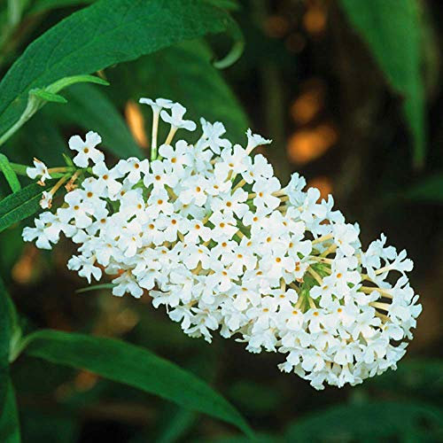 1 X BUDDLEIA DAVIDII 'Buzz Ivory' Butterfly Bush DECIDUOUS Shrub Plant in Pot