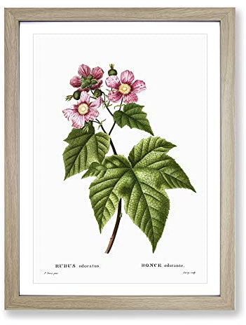 Blooming Raspberry Bush By Pierre Joseph Redoute Vintage Framed Wall Art Print, Ready to Hang Picture for Living Room Bedroom Home Office Décor, Oak A4 (34 x 25 cm)