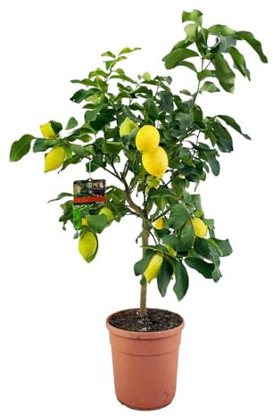 Trendyplants - Zitronenbaum - Gartenpflanze - Höhe 140-160 cm - Topfgröße Ø24cm - Citrus Lemon