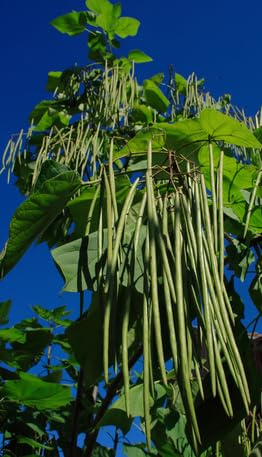 Meterbohne Vigna unguiculata Spargelbohne 10 Samen