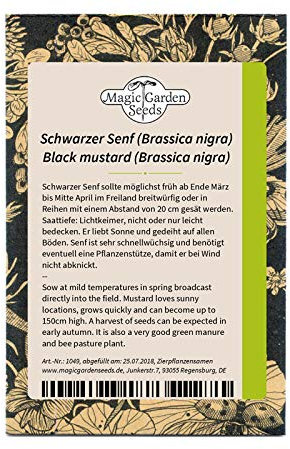 Schwarzer Senf (Brassica nigra) 200 Samen Senf-Kohl