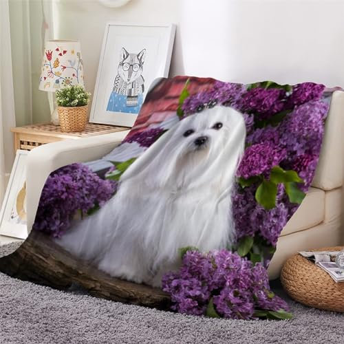 Weißer Shih Tzu Kuscheldecke Flauschig Decke 220x240cm 3D Weißer Shih Tzu Fleecedecke Weich Sofadecke Warm Bettdecke Decken Wohndecke Tagesdecke Sofaüberwurf Schlafdecke Couchdecke Bettüberwurf C75