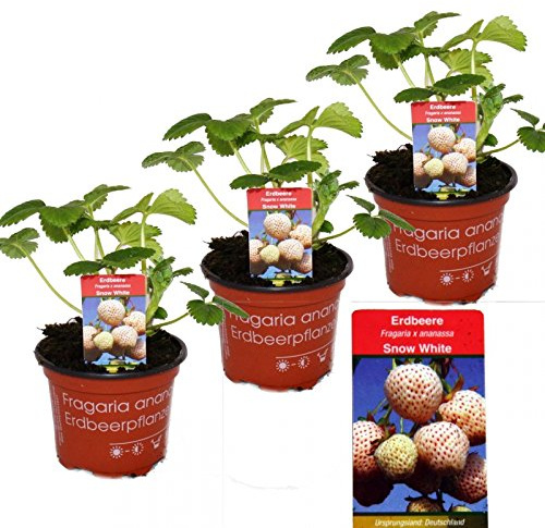 Exotenherz - Weisse Erdbeere Snow White- Set mit 3 Pflanzen - Fragaria - Ausgefallene Sorte für Liebhaber des Besonderen