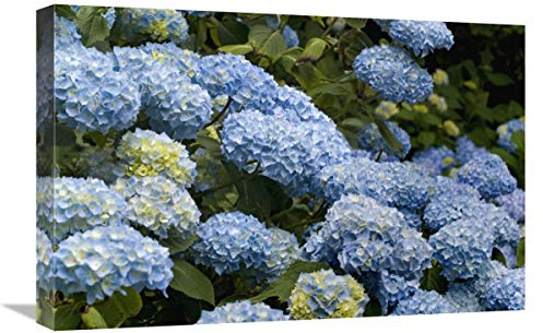 16 x 24 in. Bigleaf Hydrangea Madame Riverain Variety Flowers Art Print - Visionspictures
