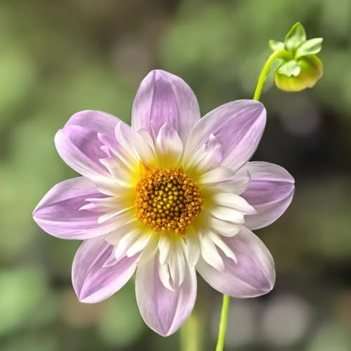 tubérculos de dalia resistentes - perennes jardín 6pcs