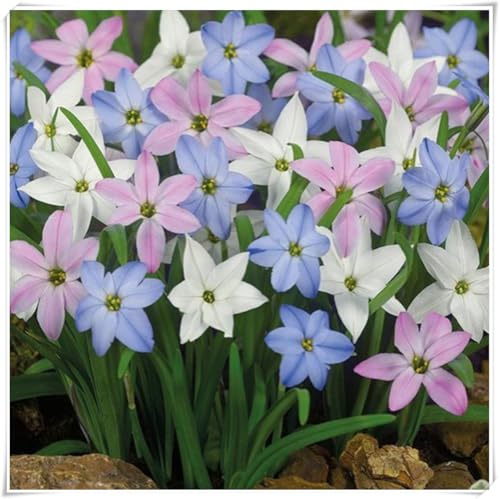 Bulbi di Zephyranthes | Fresco, Elegante, Tenero, Serena, Luminoso, Naturale-15 bulbi