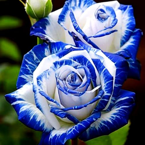 OPVDJD Winterharte Strauchrose – Robuste Blütenpracht für Terrasse und Garten-A-4Knolle