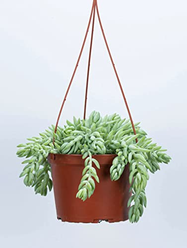 Donkey Tail | Burro's Tail | Sedum Burrito | Sedum | Live Succulent Hanging Plant | Indoor Plant | House Plant in 15cm Hanging Pot