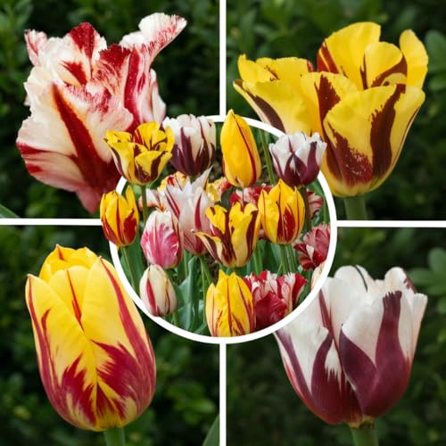 FLORIUM - 25x Tulpenzwiebeln Rembrandt Magic Kollektion (25 Zwiebeln) 5 Sorten/Farben | Mischung aus Holland, robuste Winterharte und mehrjährig Dekoration für Garten, Balkon, Töpfe (Keine Samen)