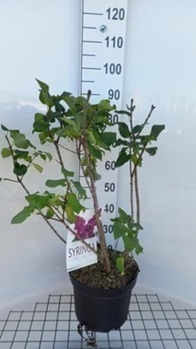 Syringa vulg. 'And. An Ludwig Späth' - Lilas Commun 'Souvenir De Louis Späth' 60-70 cm en pot