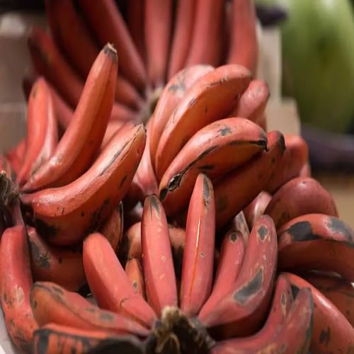 50 semillas de plátano rojas