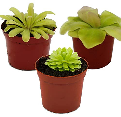 Exotenherz - Fettkraut-Trio - 3 verschiedene Pinguicula-Pflanzen im Set - Fleischfressende Pflanze - 9cm Topf