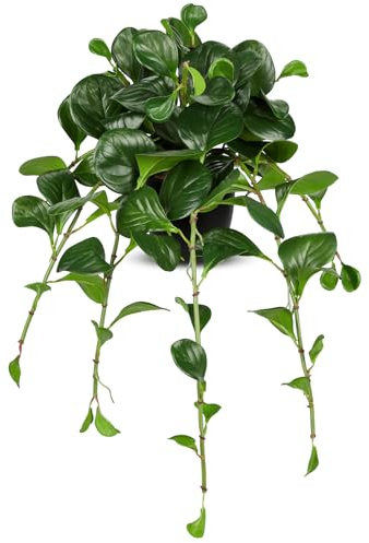 Briful Fake Plants 19.7'' Artificial Potted Plant in Black Pot, Realistic Peperomia Obtusifolia Greenery Foliage Hanging Plants Indoor for Home Farmhouse Shelf Tabletop Decor